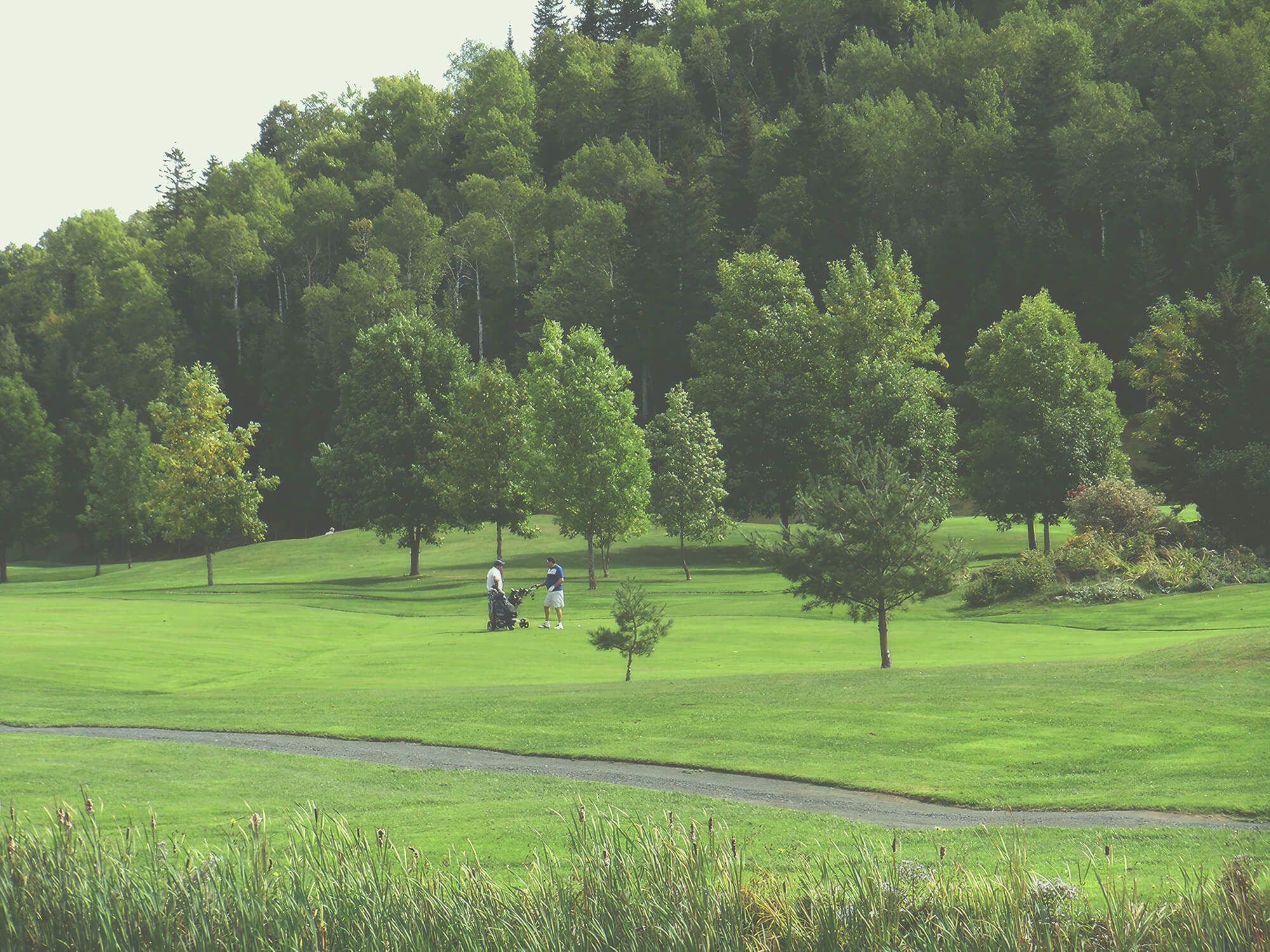 Terrain verdoyant du parcours de golf Val-Neigette avec voiturettes, au pied des boisés du Bas-Saint-Laurent
